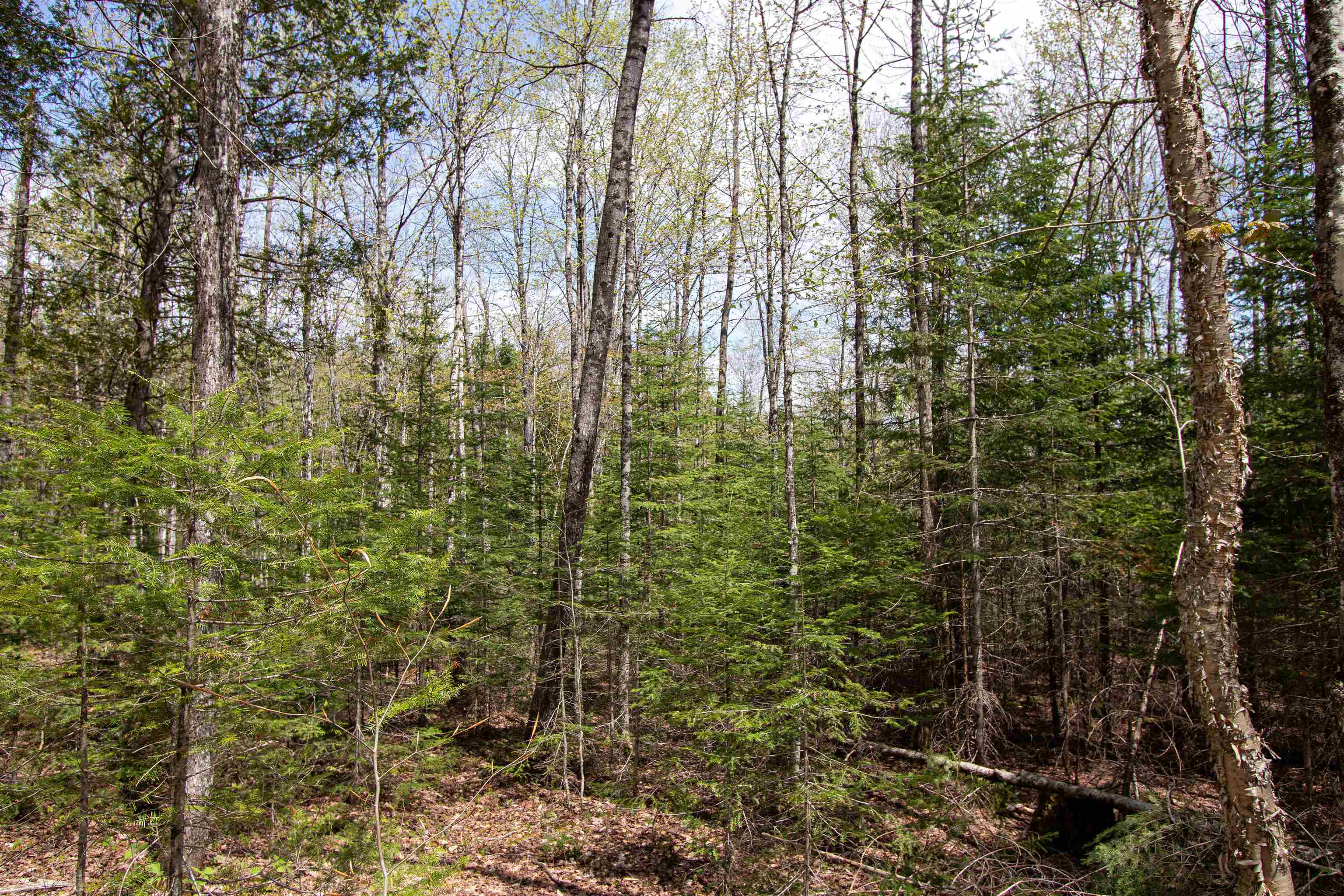 0 McDowell Road Danville, VT 05828 - Photo 7 of 19 Gallery Image 7