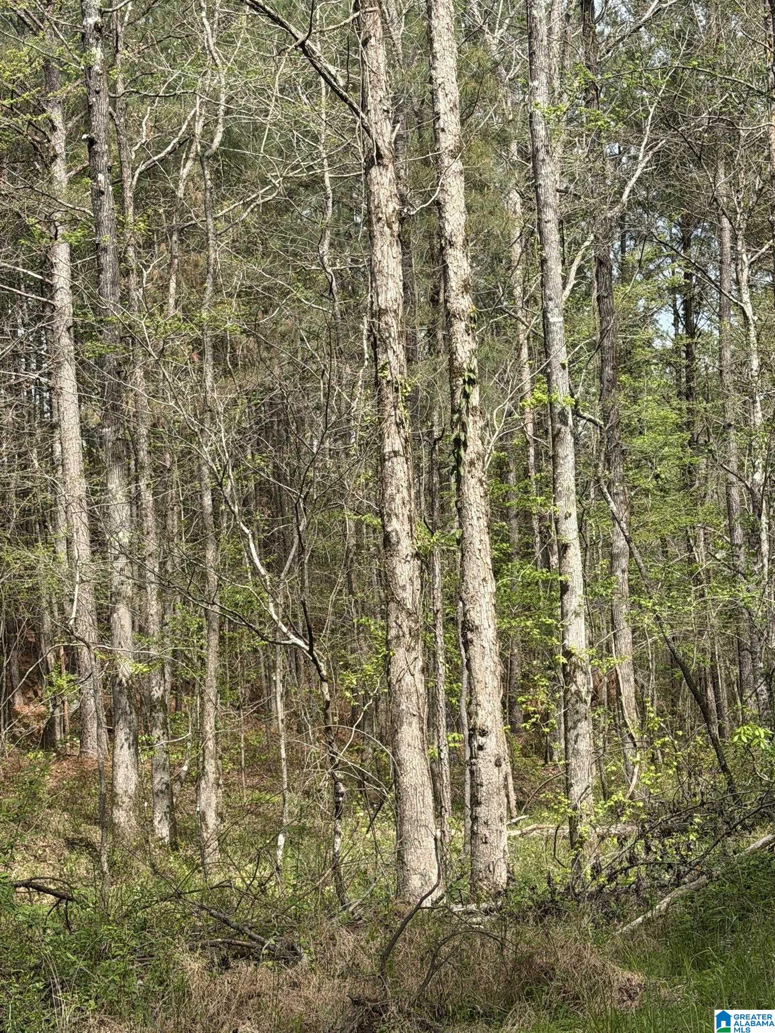 2121 Center Hill Road Trafford, AL 35172 - Photo 66 of 100