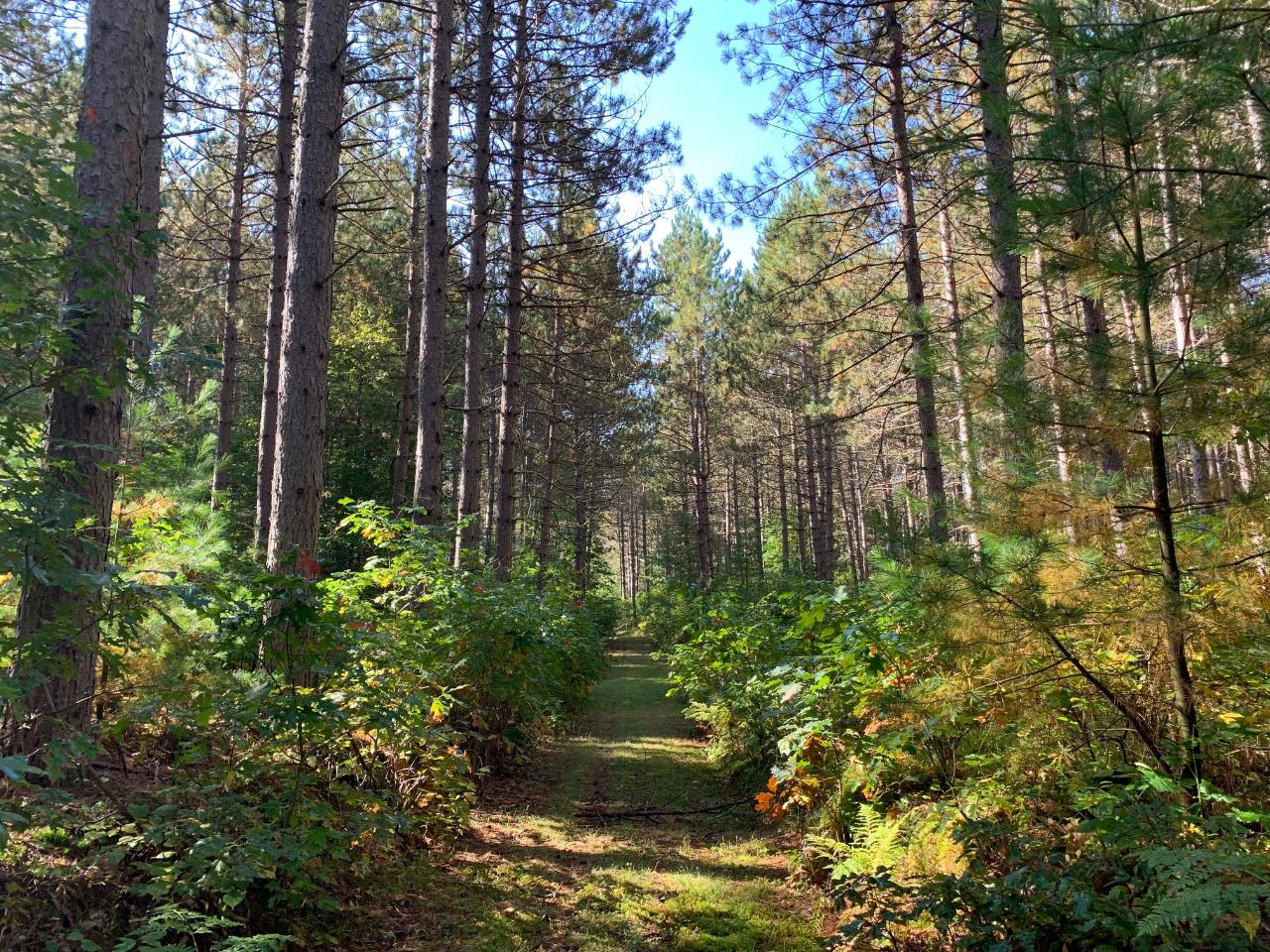 8436 Mercer Lake Road Minocqua, WI 54548 - Photo 11 of 35 Gallery Image 11