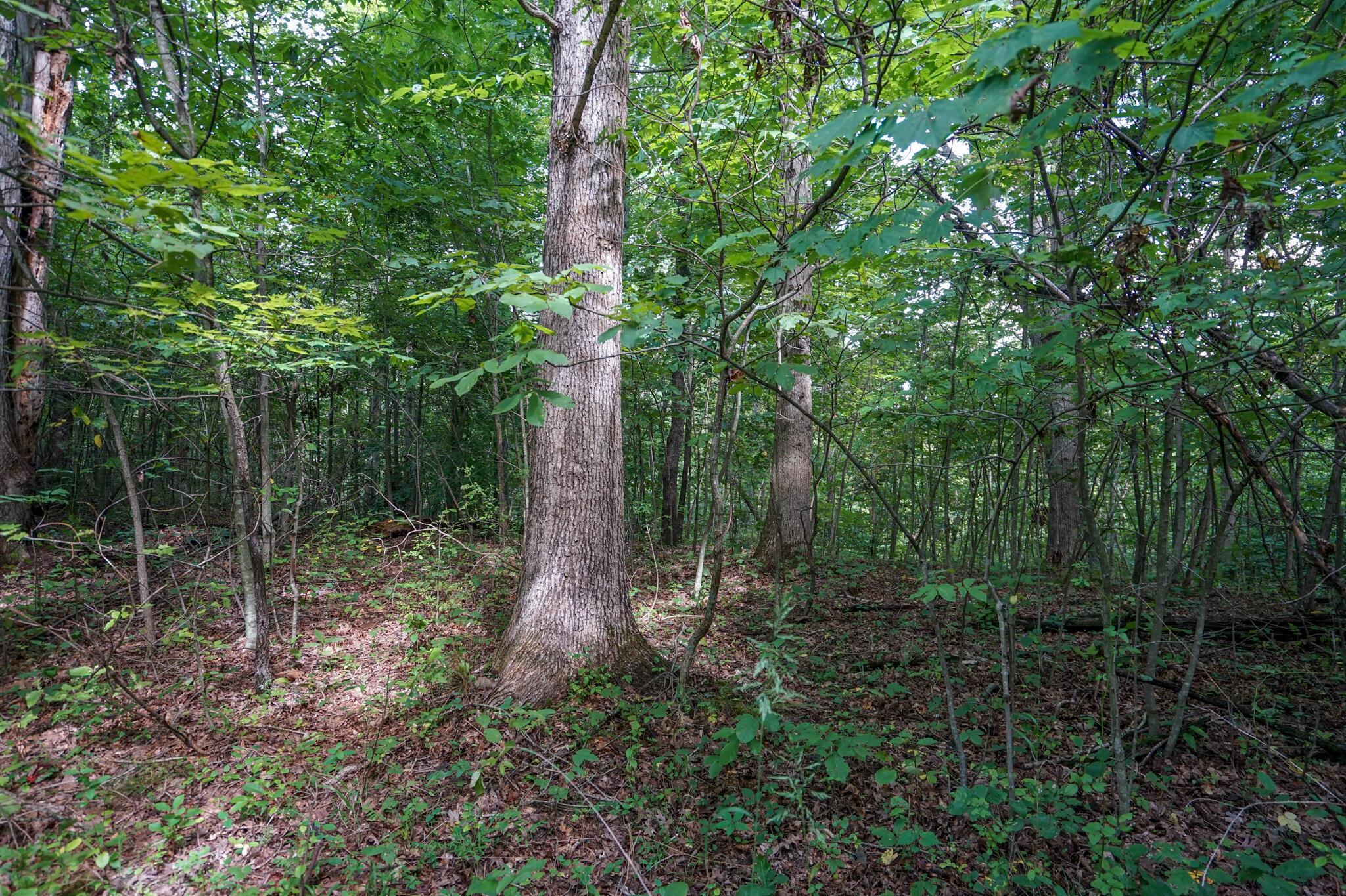 0 Kottcamp Road Hamden, OH 45634 - Photo 38 of 56 DSC09347