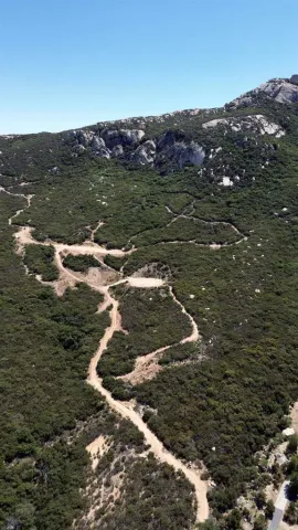 a view of a tree in a forest