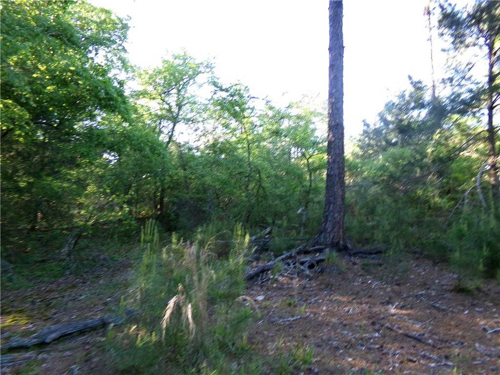 3905 Highway 138 Covington, GA 30014 - Photo 20 of 40 a view of a lush green forest with lots of trees