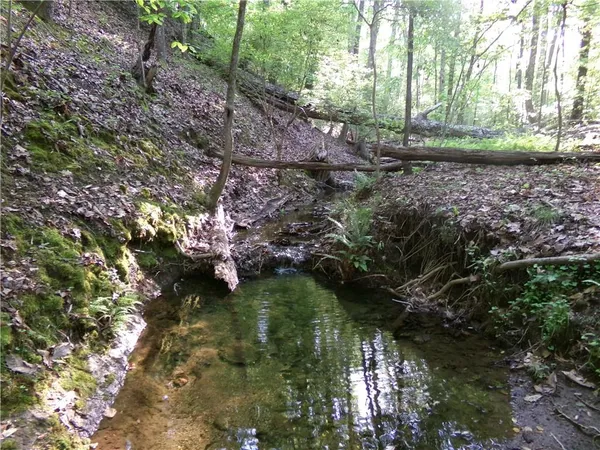 a view of a forest with trees in the background