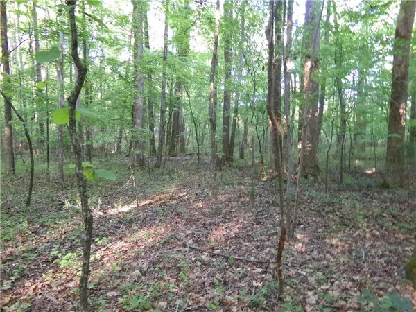 a view of a forest with trees