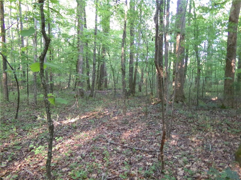 3905 Highway 138 Covington, GA 30014 - Photo 27 of 40 a view of a forest with trees in the background