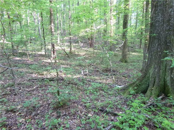 a view of a forest with trees in the background
