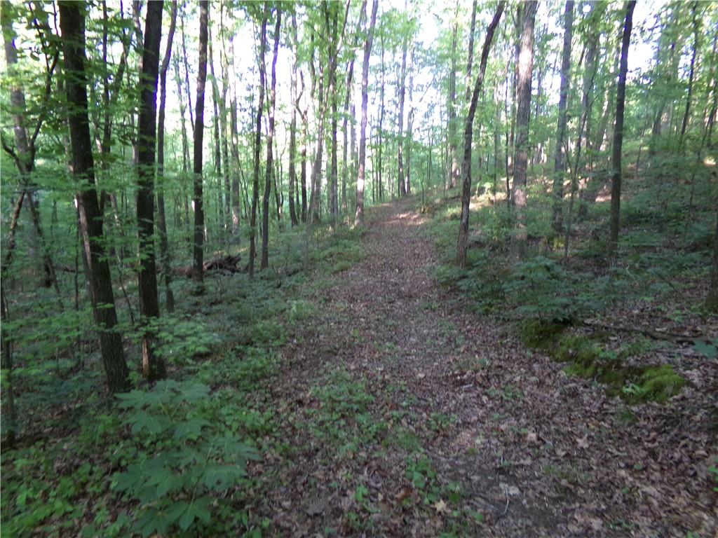3905 Highway 138 Covington, GA 30014 - Photo 29 of 40 a view of a forest with trees in the background