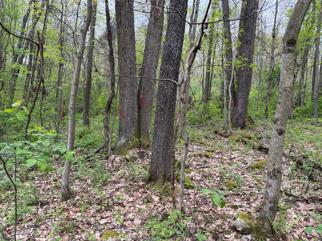 0 Long Point Road Rimersburg, PA 16248 - Photo 10 of 22 Gallery Image 10
