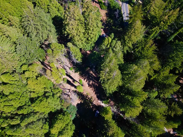 a plant with lots of trees