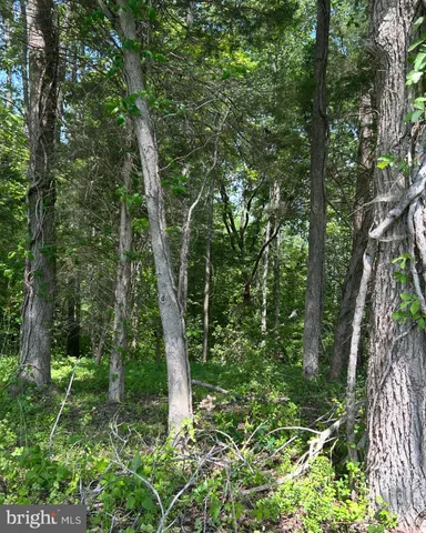 a view of a forest with trees