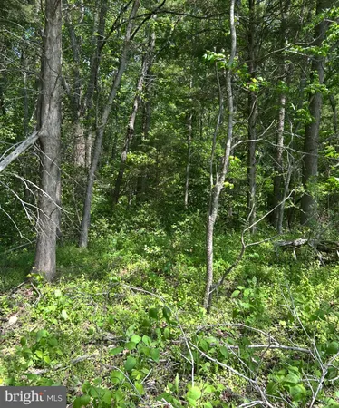 a view of a lush green forest