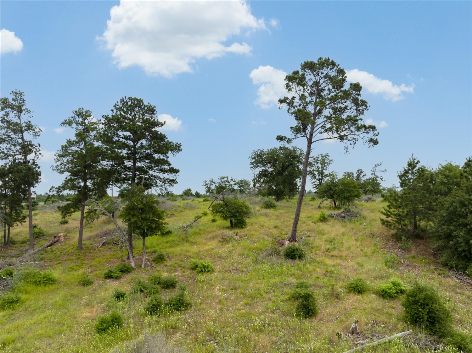0 McAllister Road Bastrop, TX 78602 - Photo 12 of 12 A gently sloping expanse of verdant land dotted with mature trees, offering a peaceful natural setting.