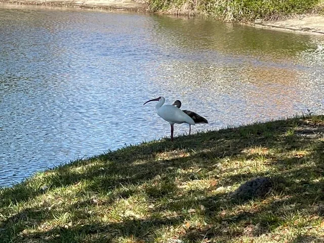 a view of a lake from a yard