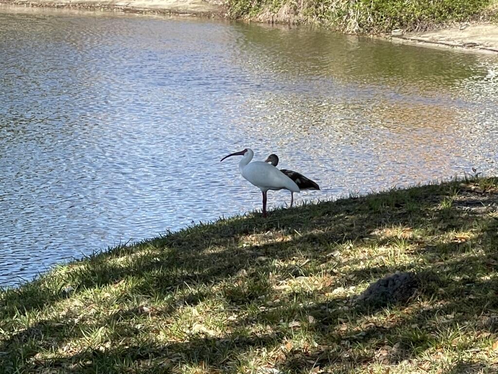 1225 Northwest 21st Street Northwest, Unit 151505 Stuart, FL 34994 - Photo 28 of 44 Wild life
