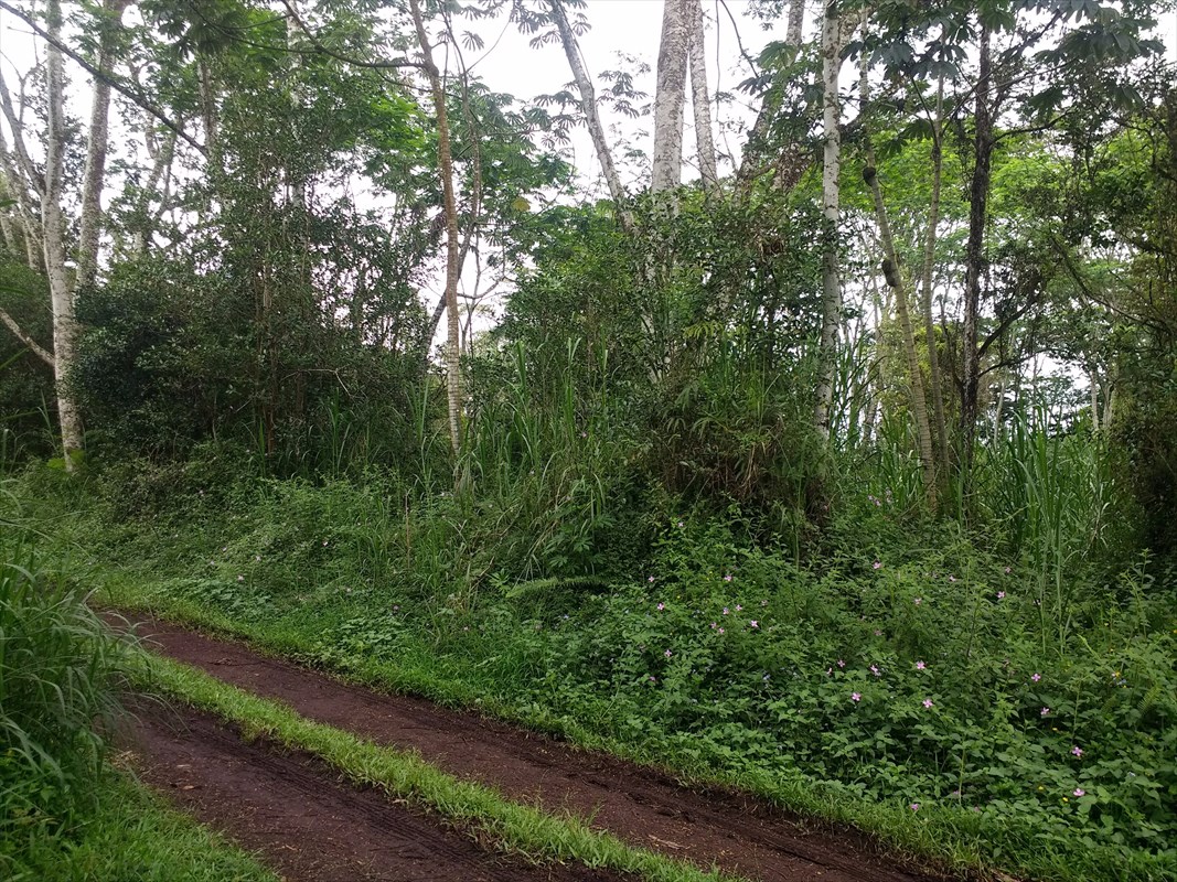 1194 Alii Road Pahoa, HI 96778 - Photo 3 of 5 Gallery Image 3