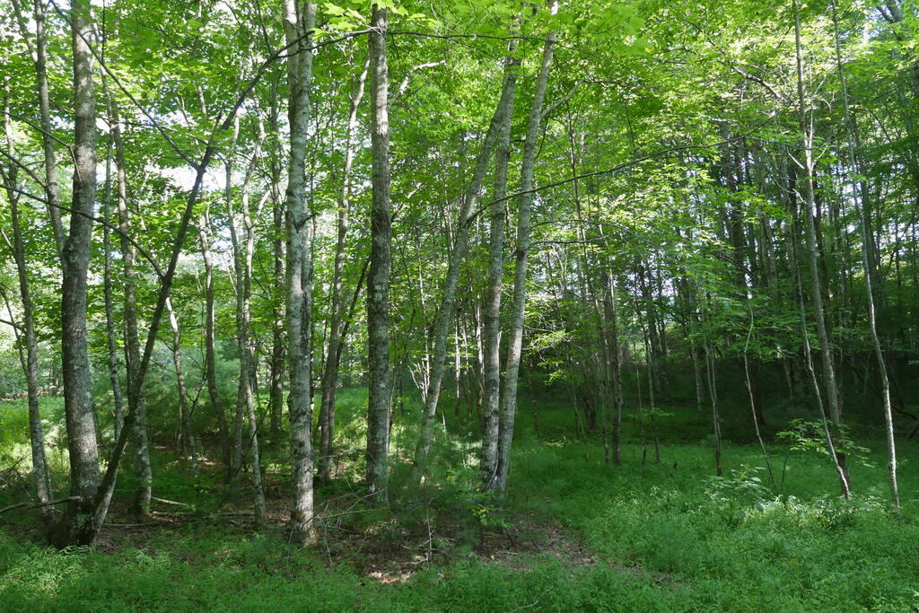 4163 Lick Creek Road Birchleaf, VA 24220 - Photo 54 of 86 Gallery Image 54