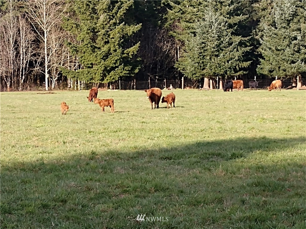 534 Tennessee Road Winlock, WA 98596 - Photo 39 of 40 a view of back yard