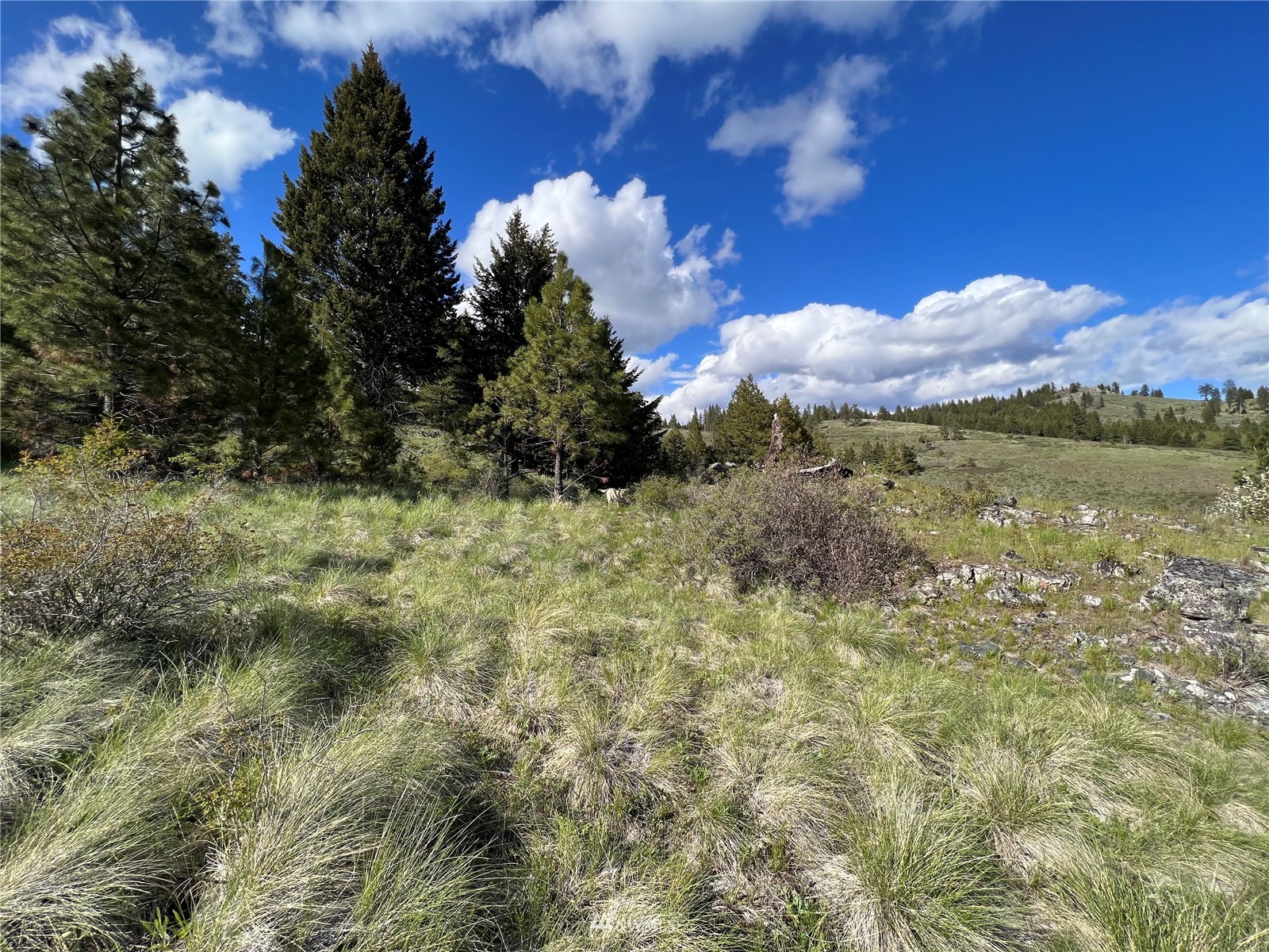 33 Wildman Road Republic, WA 99166 - Photo 8 of 26 Gallery Image 8