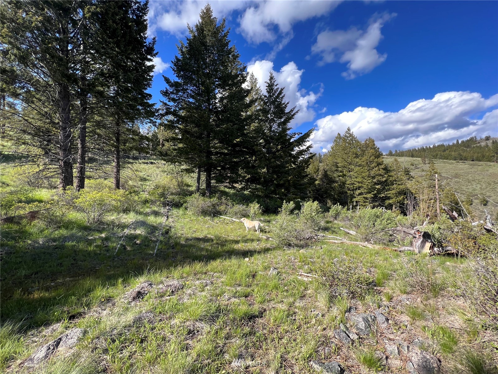 33 Wildman Road Republic, WA 99166 - Photo 10 of 26 Gallery Image 10