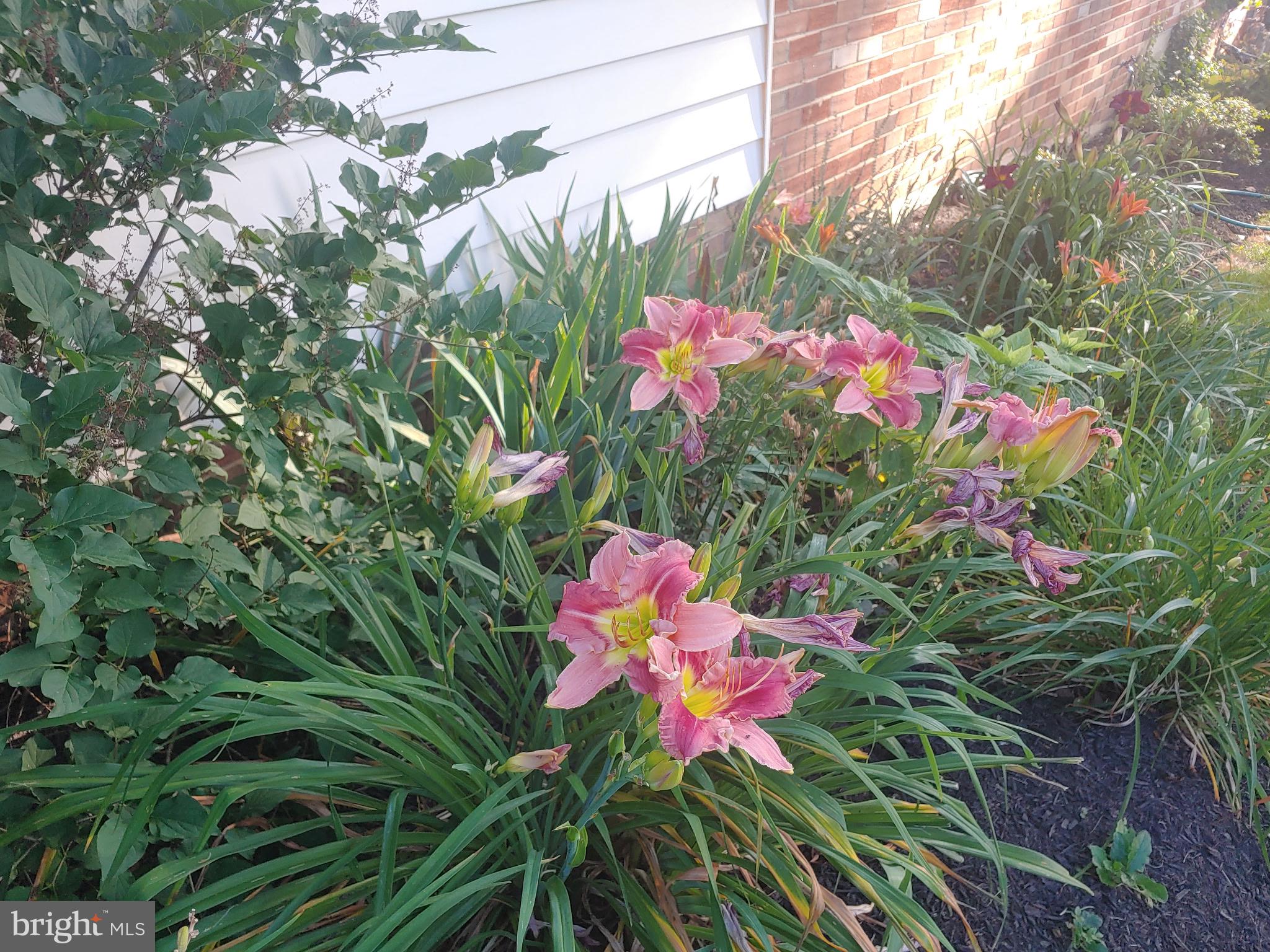19321 Olney Mill Road Olney, MD 20832 - Photo 12 of 91 Rear Exterior Fully Landscaped Yard