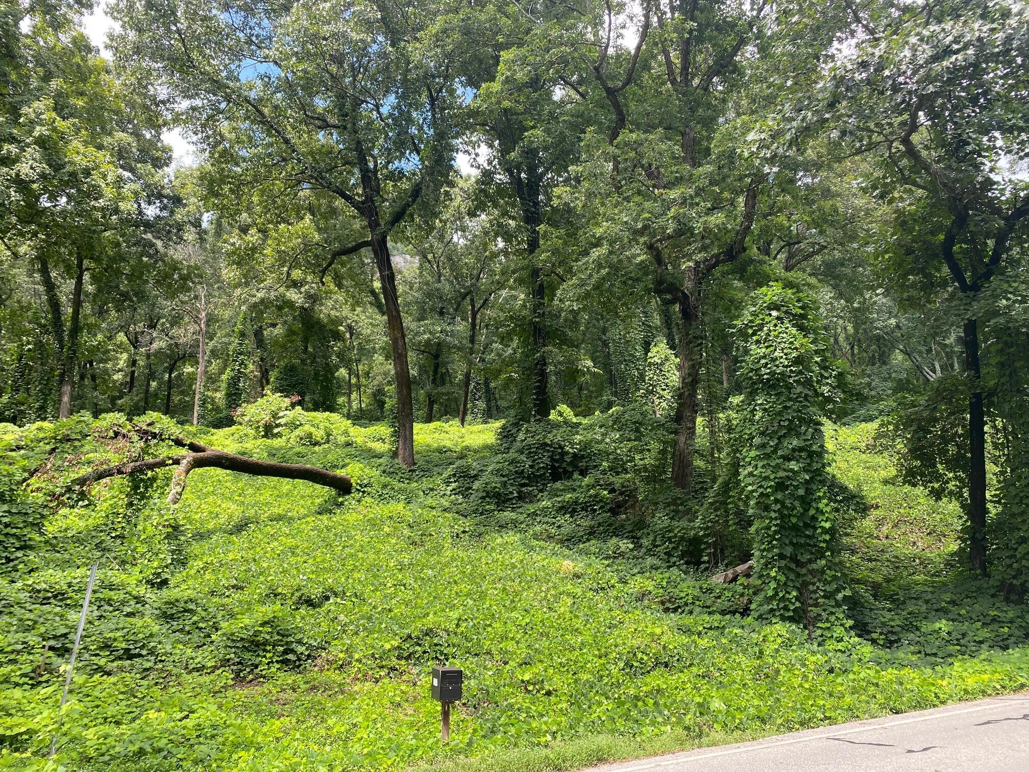3949 W Road Signal Mountain, TN 37377 - Photo 1 of 3 Gallery Image 1