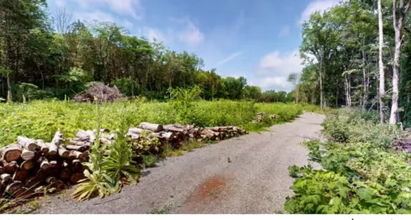 a view of a garden with a lot of trees