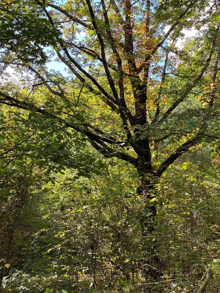 8693 Eureka Road Northwest Charleston, TN 37310 - Photo 25 of 35 a view of tree