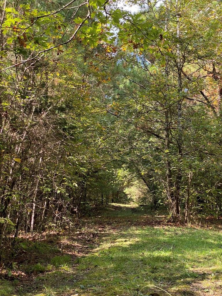 8693 Eureka Road Northwest Charleston, TN 37310 - Photo 26 of 35 a view of a tree with a tree