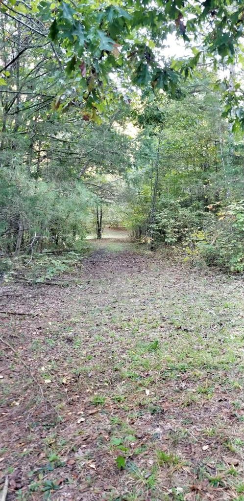8693 Eureka Road Northwest Charleston, TN 37310 - Photo 29 of 35 a view of a yard with a trees