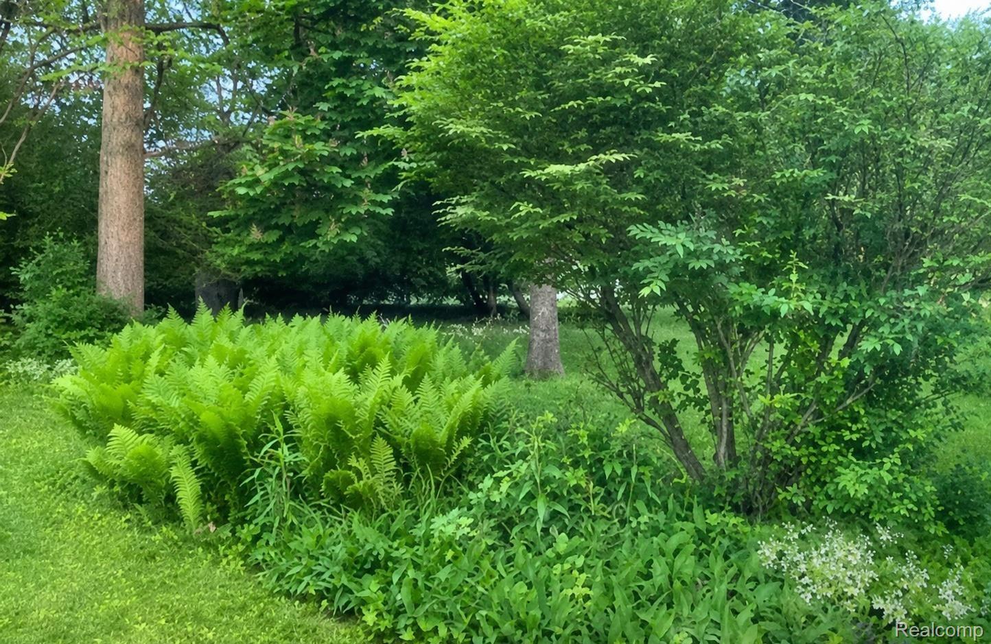 9552 Wayne Road Livonia, MI 48150 - Photo 30 of 31 Lush green lawn surrounding a verdant garden bed featuring vibrant ferns and a mature deciduous shrub