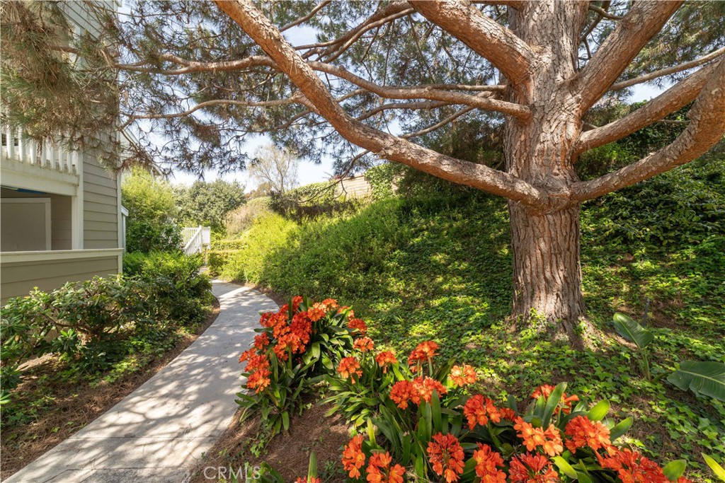 34028 Selva Road, Unit 75 Dana Point, CA 92629 - Photo 3 of 45 a picture of tree
