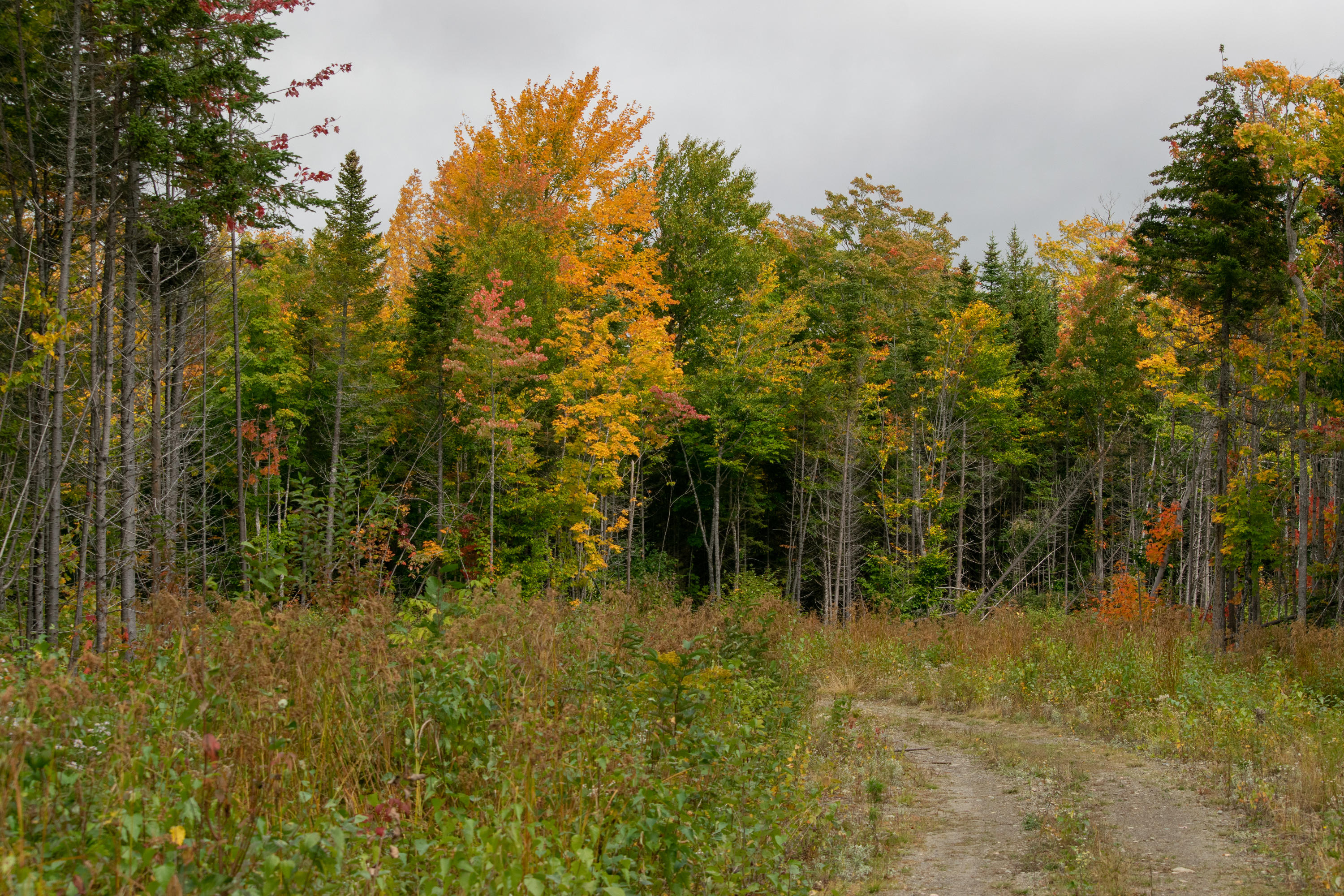 Lot 69 Cyr Rd Mount Mount Chase, ME 04765 - Photo 11 of 14 DSC_1476