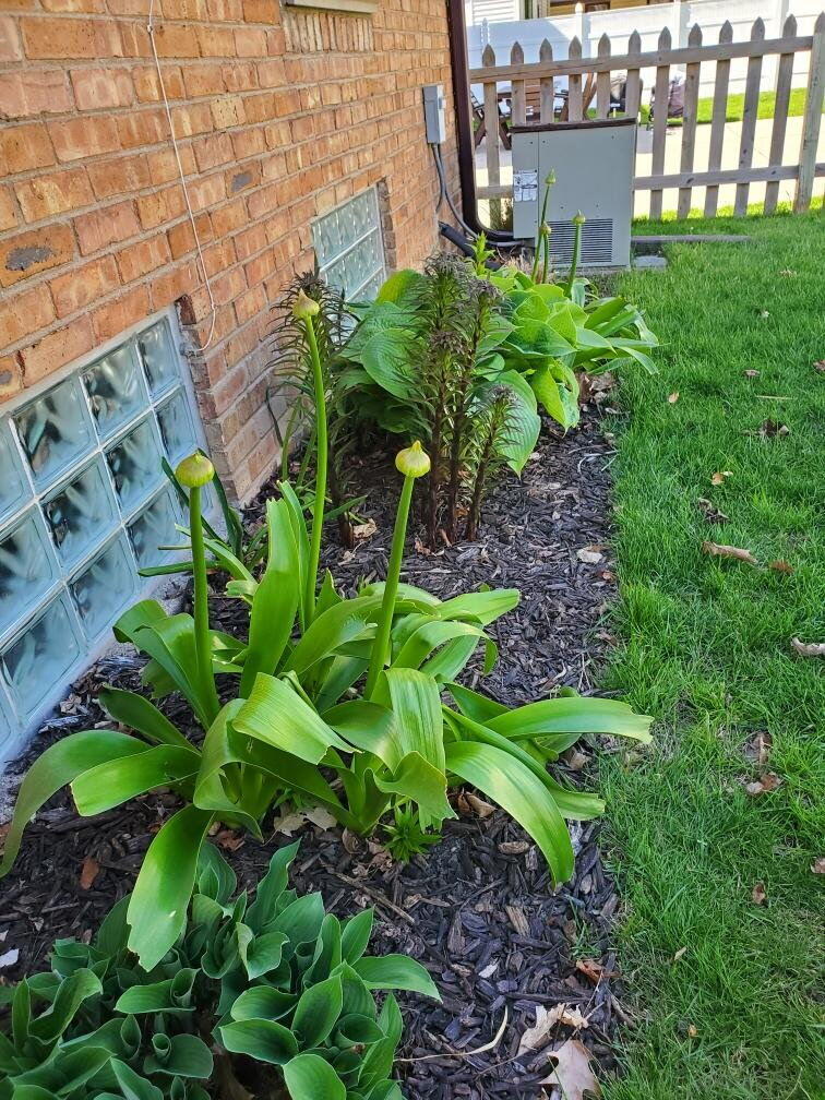 2440 South 81st Street West Allis, WI 53219 - Photo 25 of 35 Springtime will bring many gifts