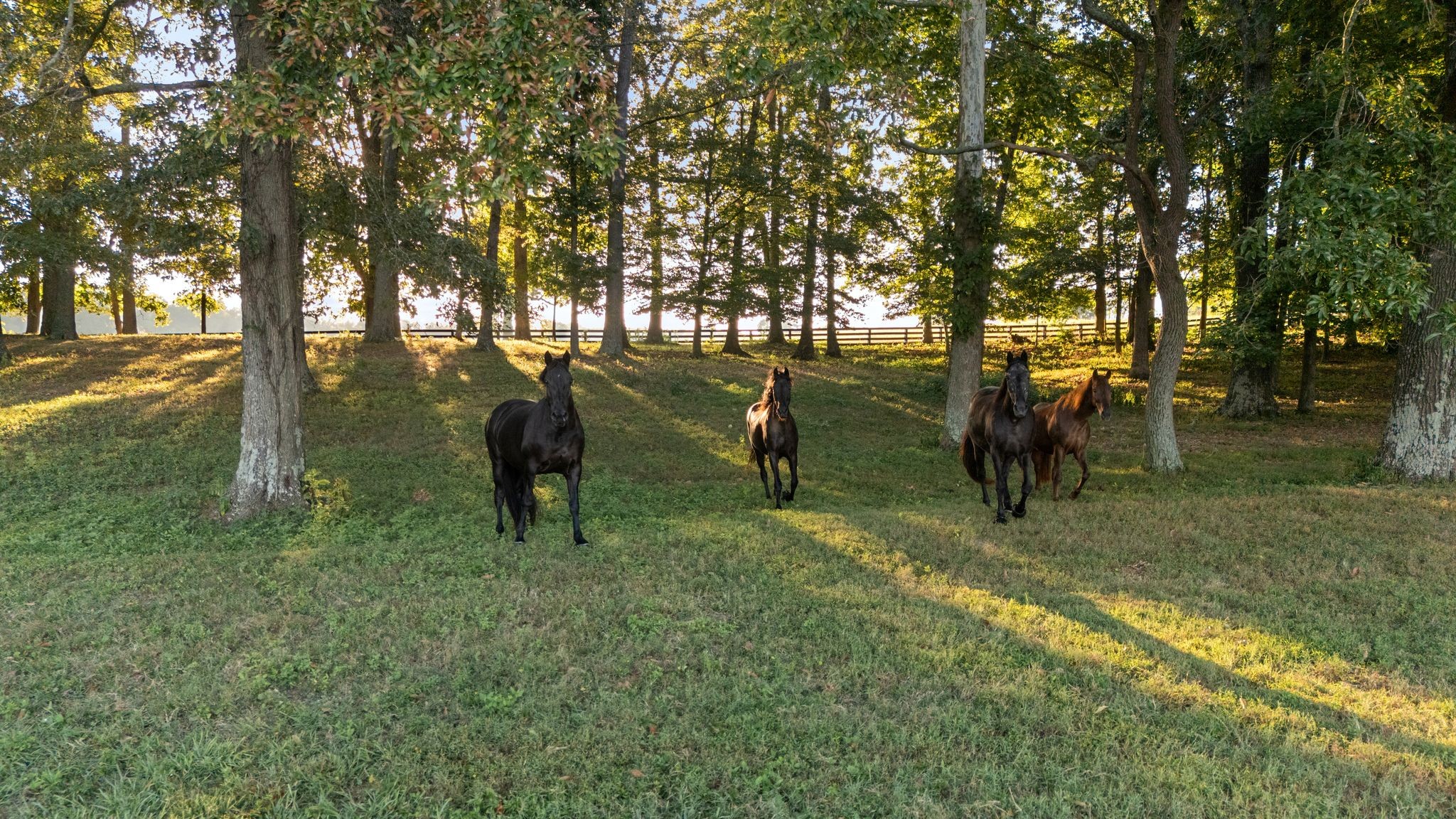1421 Lawrence Lane Springfield, TN 37172 - Photo 5 of 43 a view of outdoor space with a garden