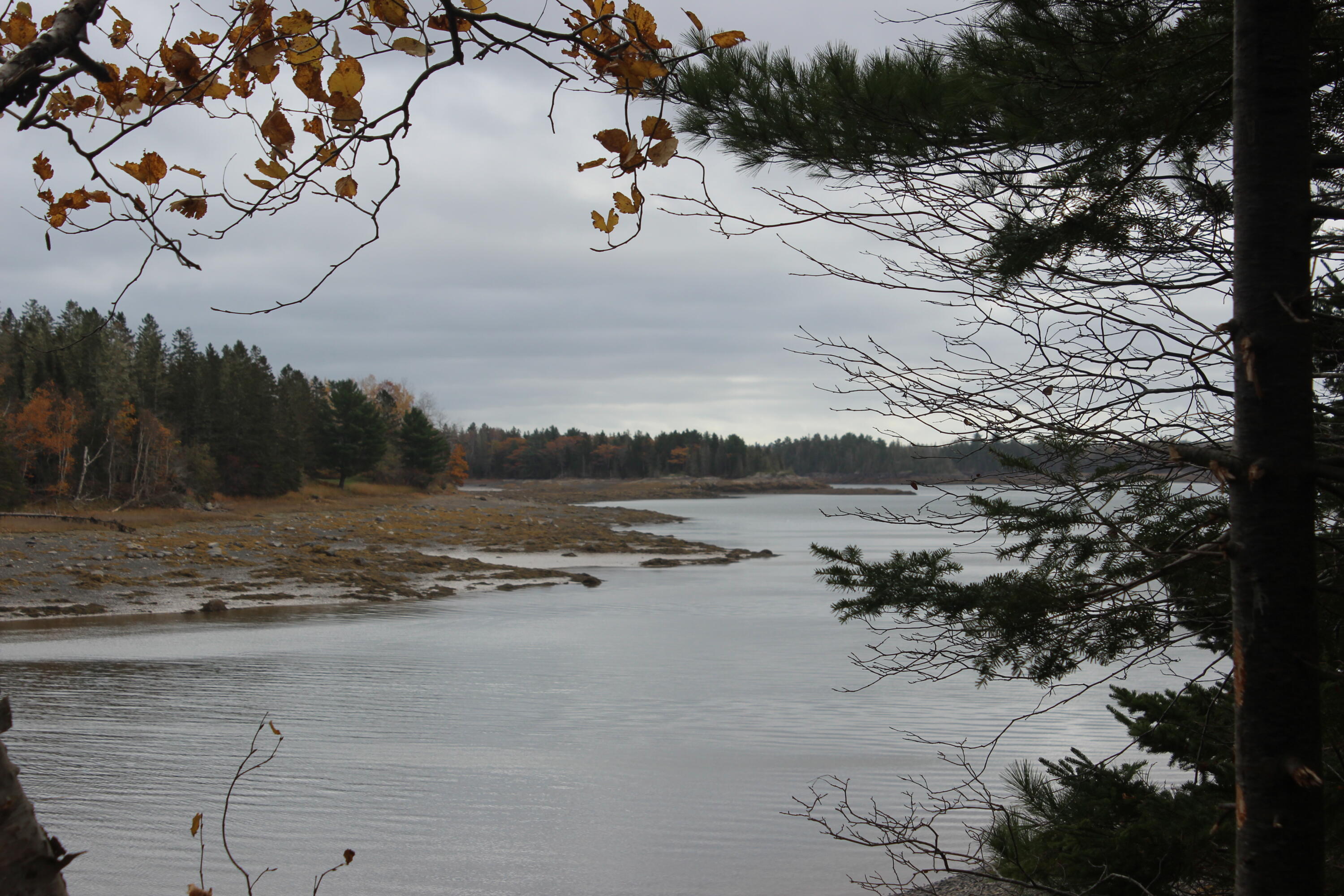 Lot #5 Hardy Point Road Pembroke, ME 04666 - Photo 7 of 19 IMG_3290