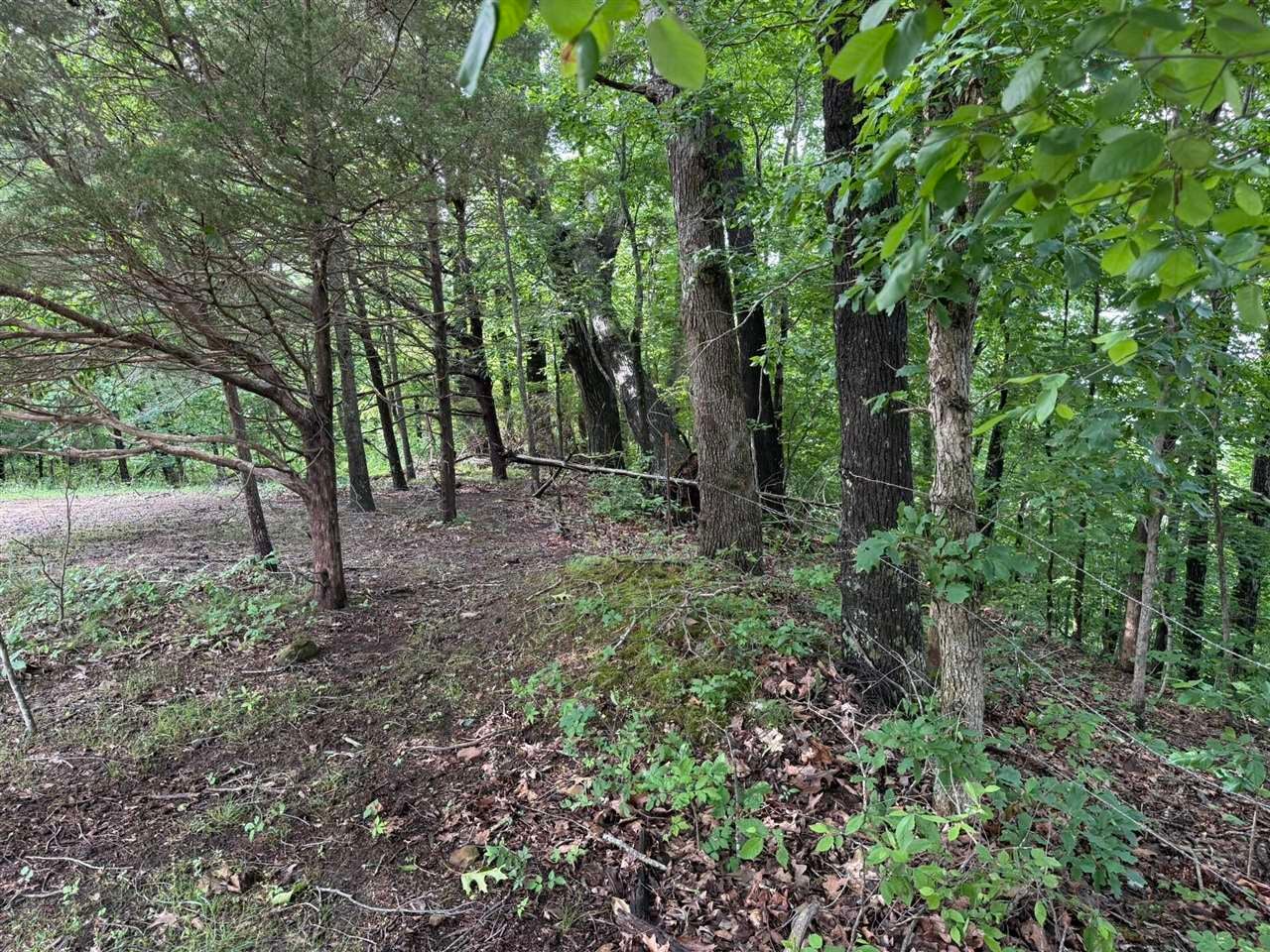 0 Roseburg Road Cub Run, KY 42729 - Photo 6 of 12 Gallery Image 6