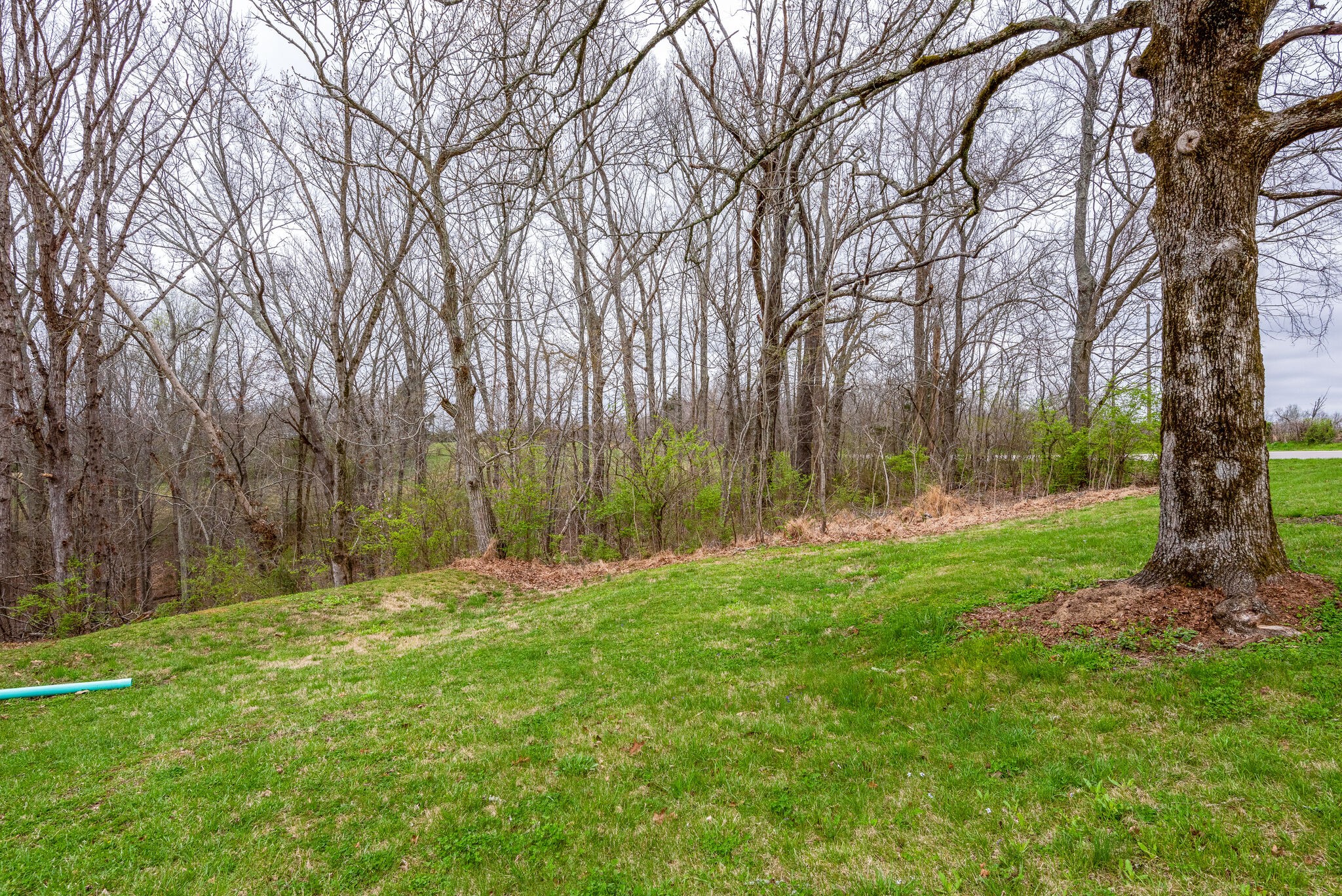 7606 Pewitt Road Franklin, TN 37064 - Photo 28 of 28 a backyard of a house with a large trees