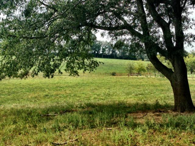 61 Myrick Road Flintville, TN 37335 - Photo 12 of 20 a view of a garden with a tree