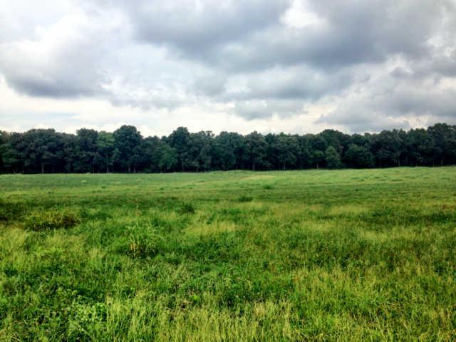61 Myrick Road Flintville, TN 37335 - Photo 3 of 20 a view of a grassy field