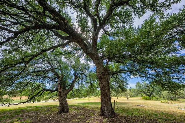 a view of a trees in a yard