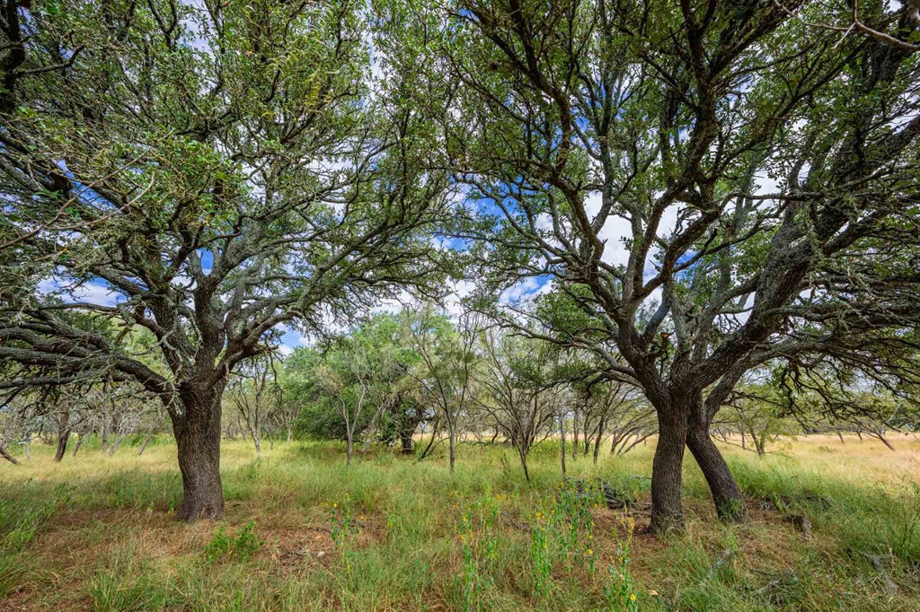 6754 North Grape Creek Road Fredericksburg, TX 78624 - Photo 36 of 47 a view of backyard with large trees