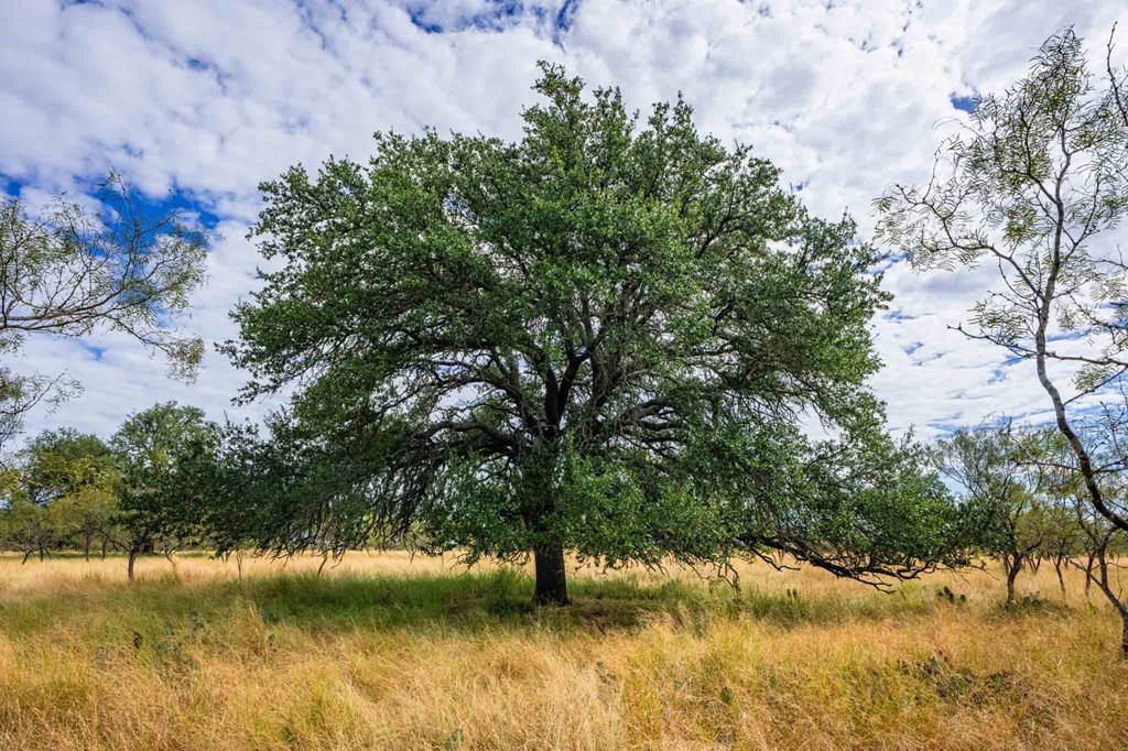 6754 North Grape Creek Road Fredericksburg, TX 78624 - Photo 38 of 47 a view of lake with green space