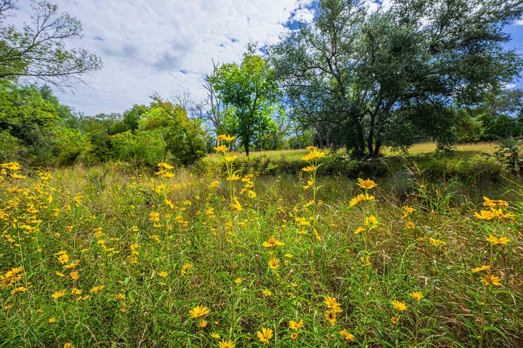 6754 North Grape Creek Road Fredericksburg, TX 78624 - Photo 4 of 47 a view of a lake with a tree
