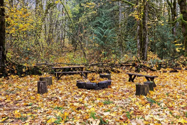 a view of a large tree