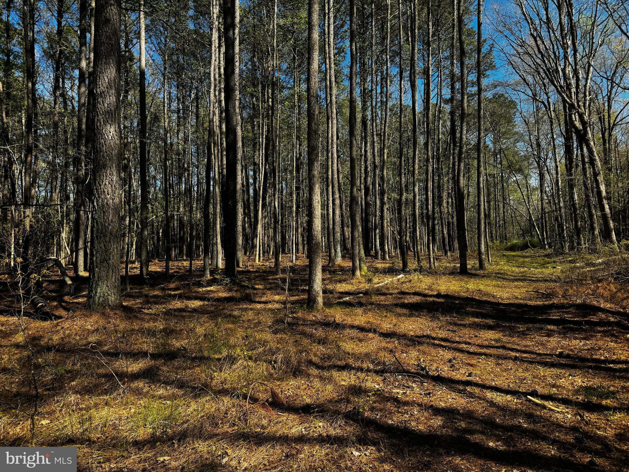 0 Public Landing Road Snow Hill, MD 21863 - Photo 3 of 11