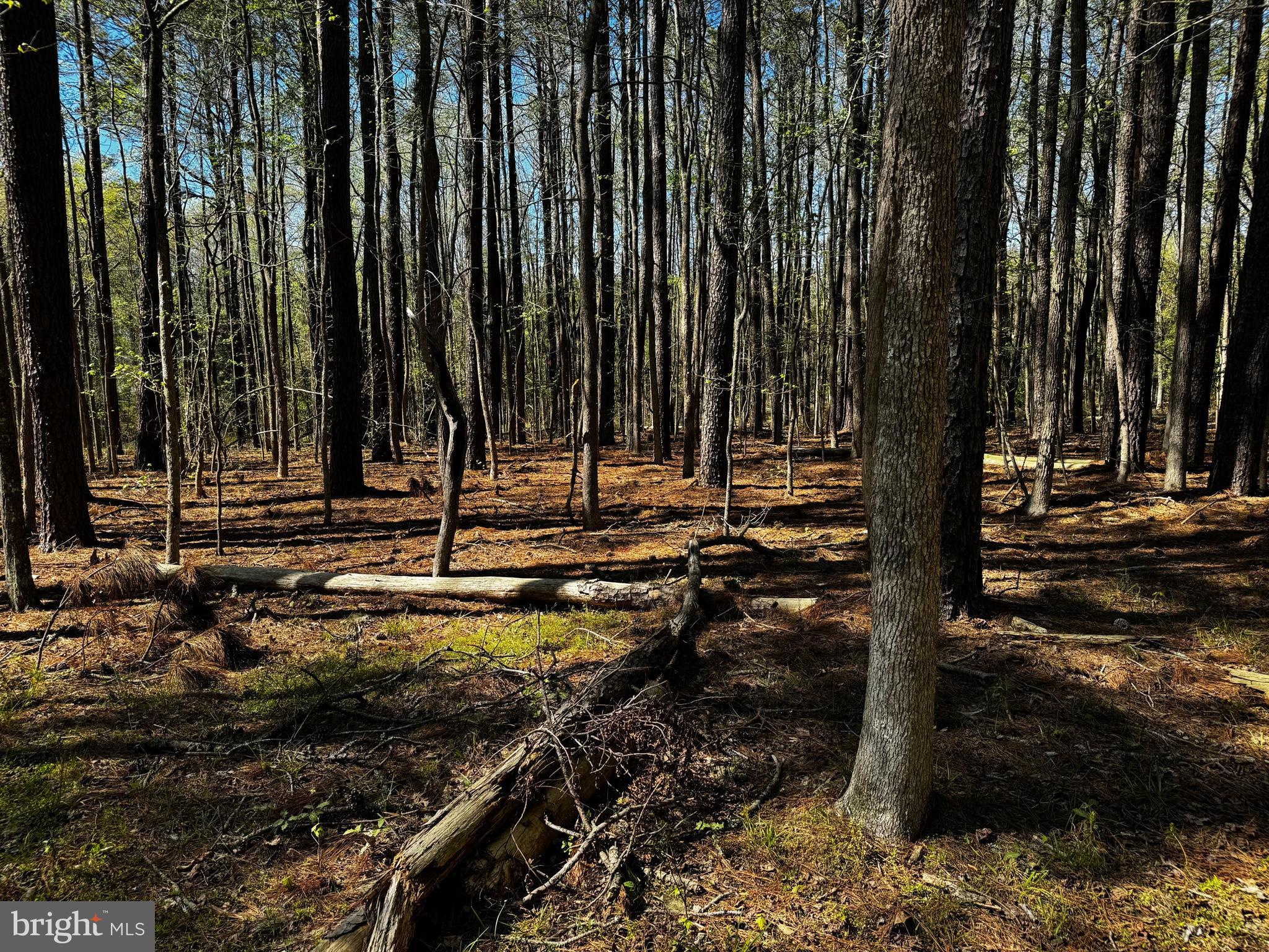 0 Public Landing Road Snow Hill, MD 21863 - Photo 6 of 11