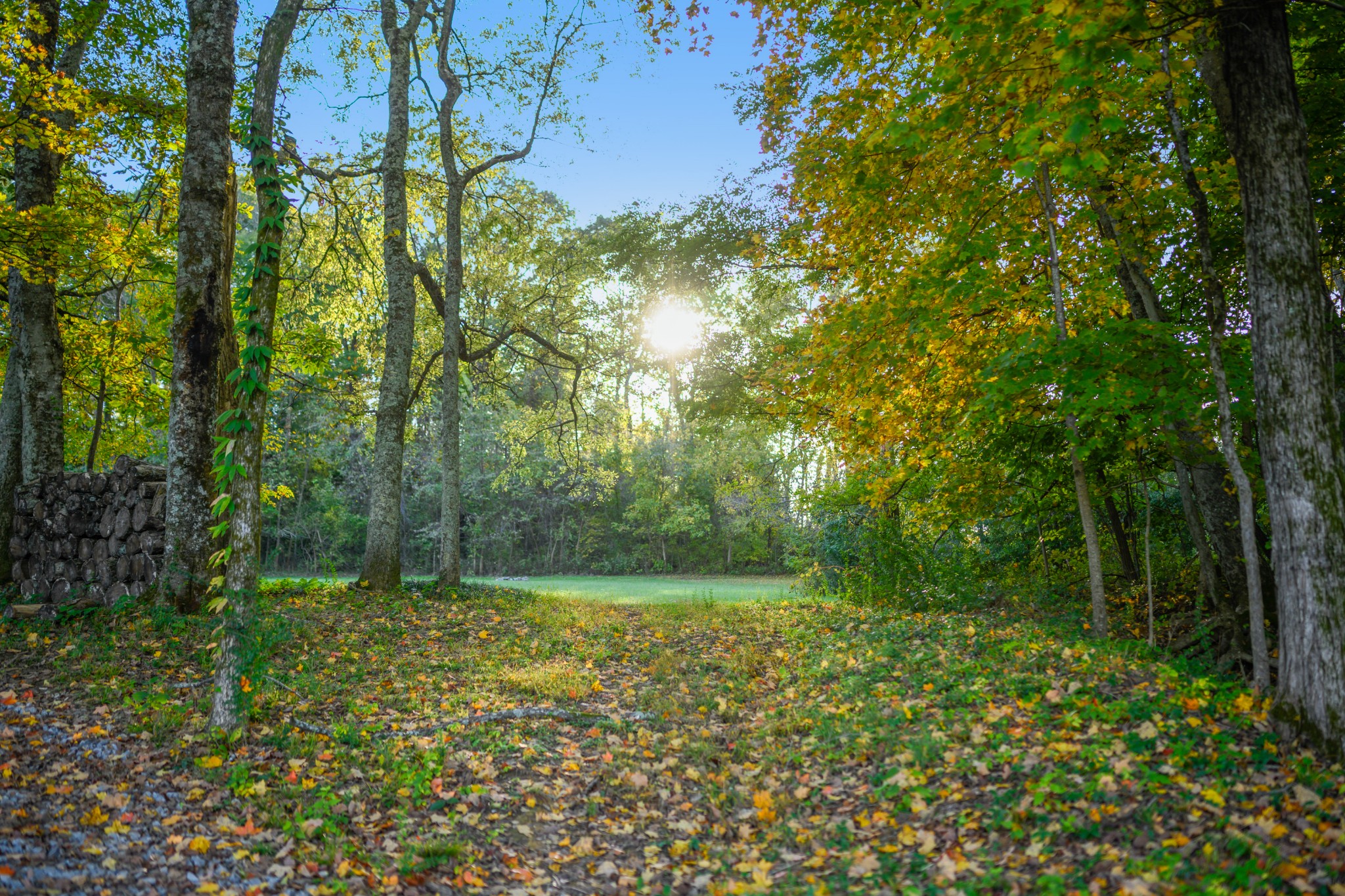 3686 Bluebird Road Lebanon, TN 37090 - Photo 46 of 50 a view of outdoor space and yard