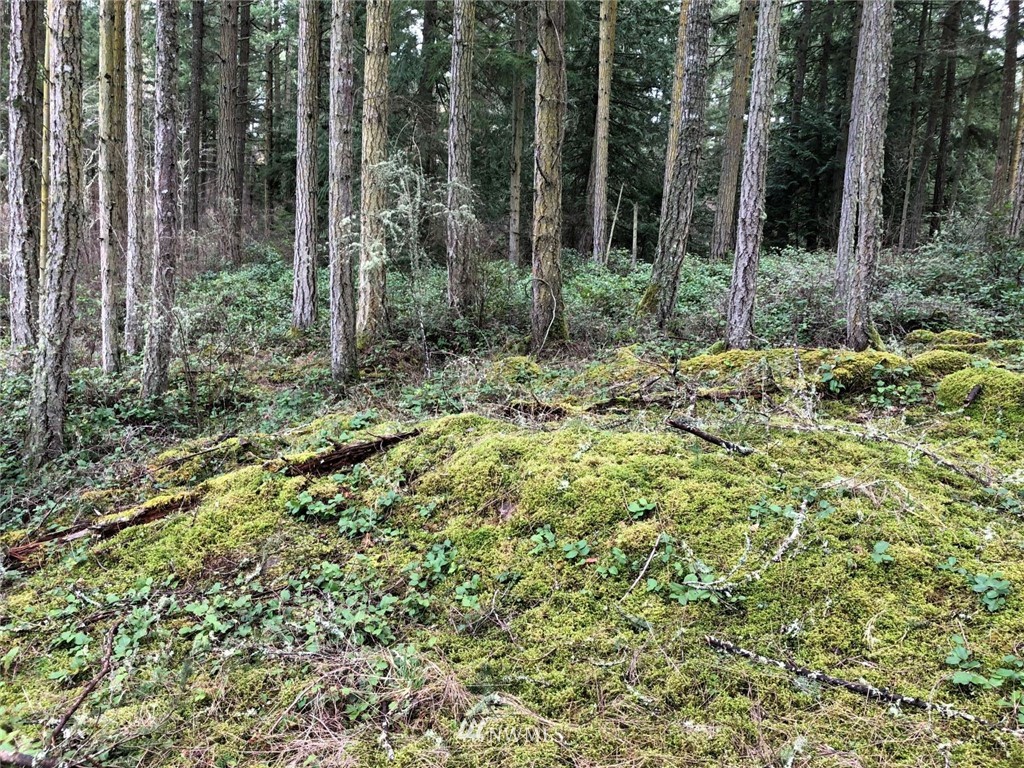 2856 Roche Harbor Road San Juan Island, WA 98250 - Photo 2 of 12 Gallery Image 2