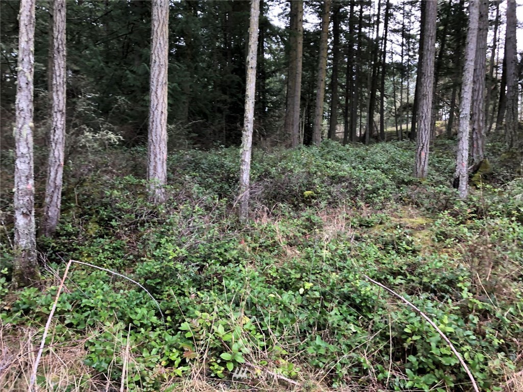 2856 Roche Harbor Road San Juan Island, WA 98250 - Photo 11 of 12 Gallery Image 11