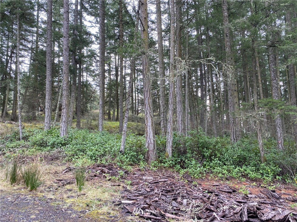 2856 Roche Harbor Road San Juan Island, WA 98250 - Photo 9 of 12 Gallery Image 9